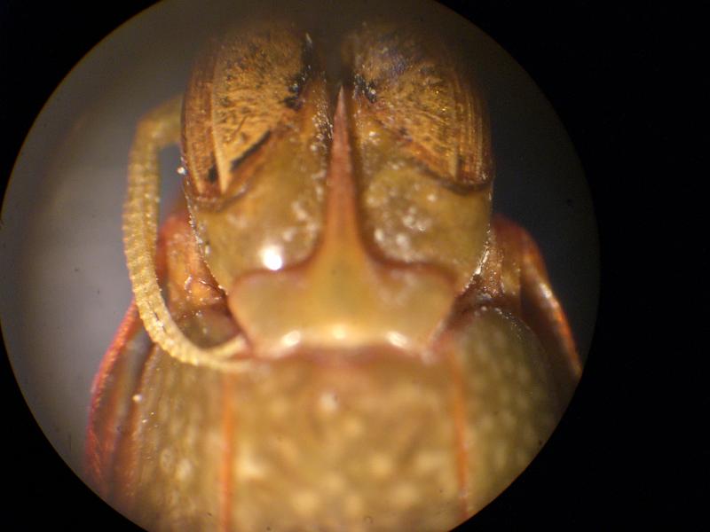Gonodactylaceus ternatensis T.F.C. female anterior cephalon.JPG